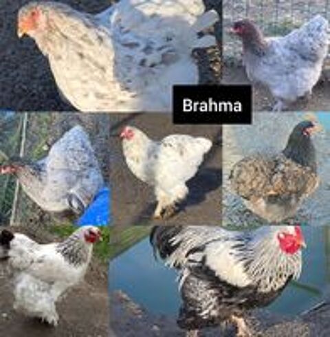   ?ufs fecondés de brahma  