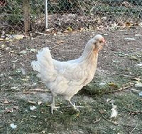   Poules pondeuses émeraudes  