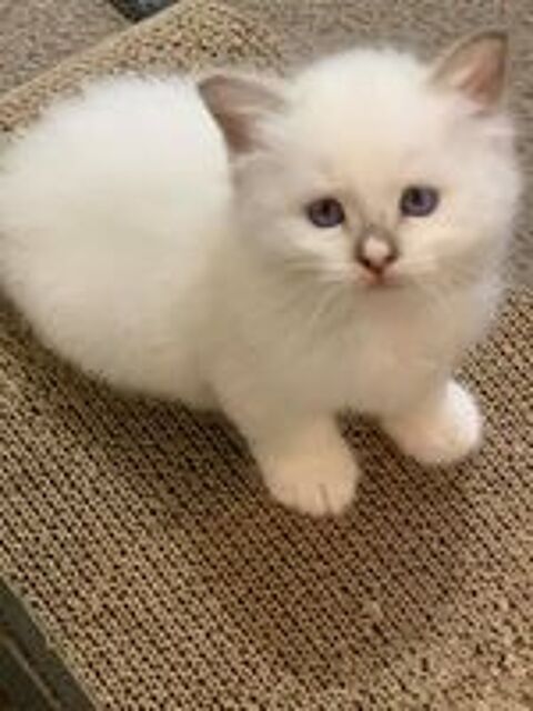   Mignons chatons sacré de Birmanie disponible  