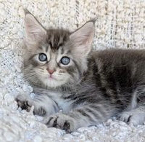   À adopter, Harry, adorable chaton de 2 mois 