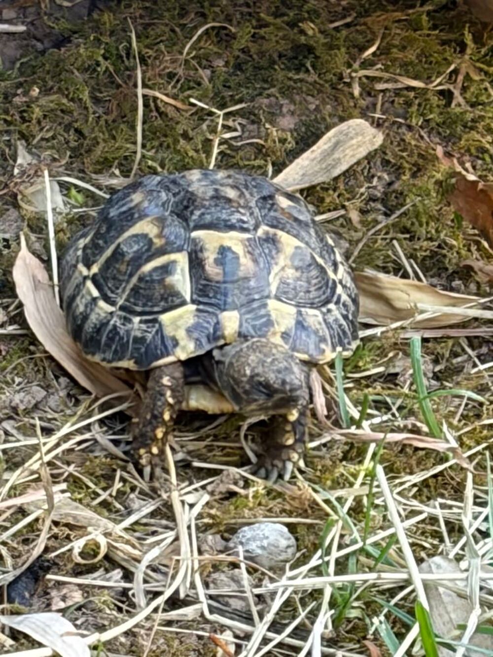   Tortues terrestres  