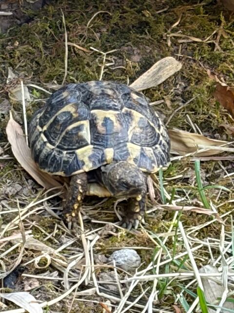 Tortues terrestres 50 68116 Guewenheim