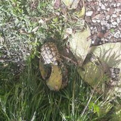   Tortue graeca 5 ans mâle  