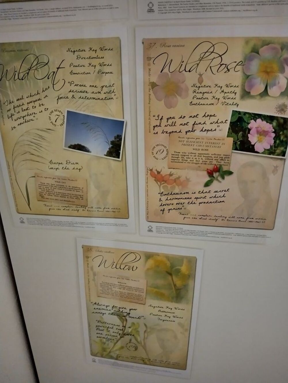 Fiches des Fleurs de Bach Livres et BD