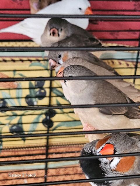 Mandarin mâle et femelle 8 65000 Tarbes