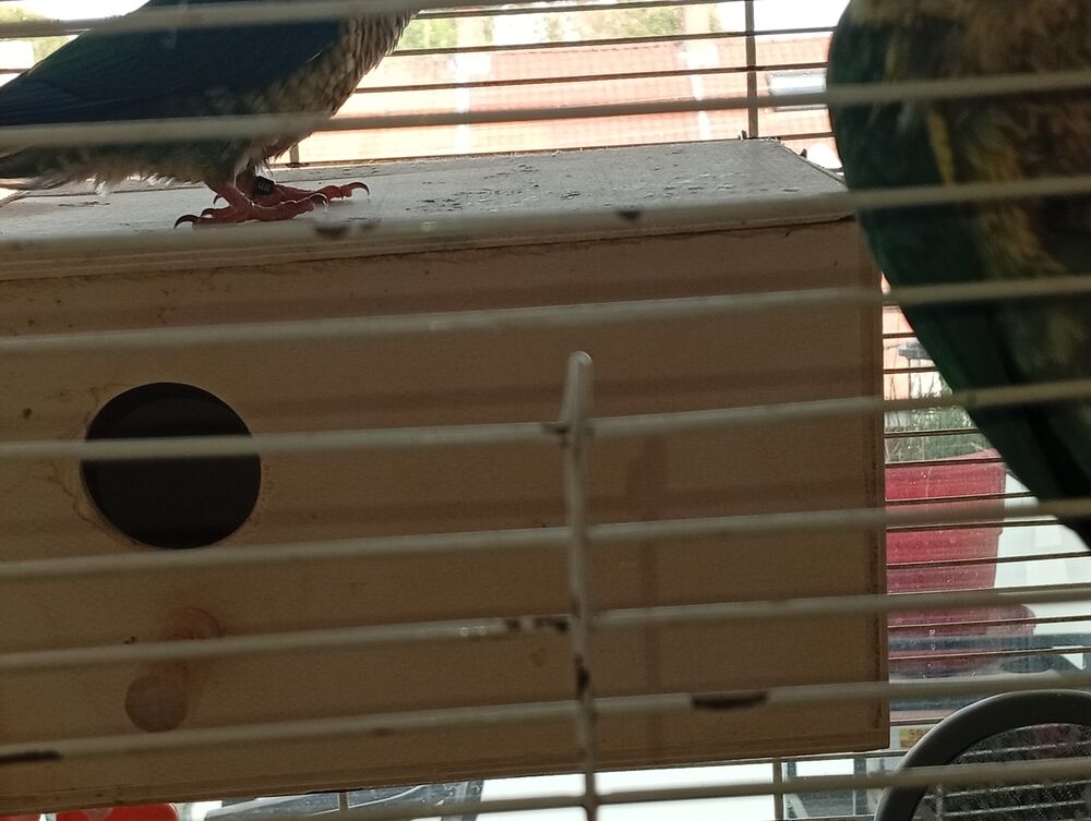   Conoru oiseaux  