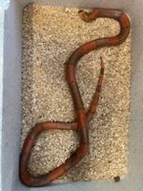   Lampropeltis triangulum hondurensis pinstriped  
