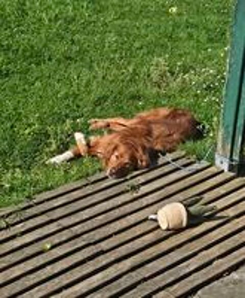   CHIEN DISPARU DEPUIS LE JEUDI 6 AOUT A ITXASSOU 64250
NOUGAT 