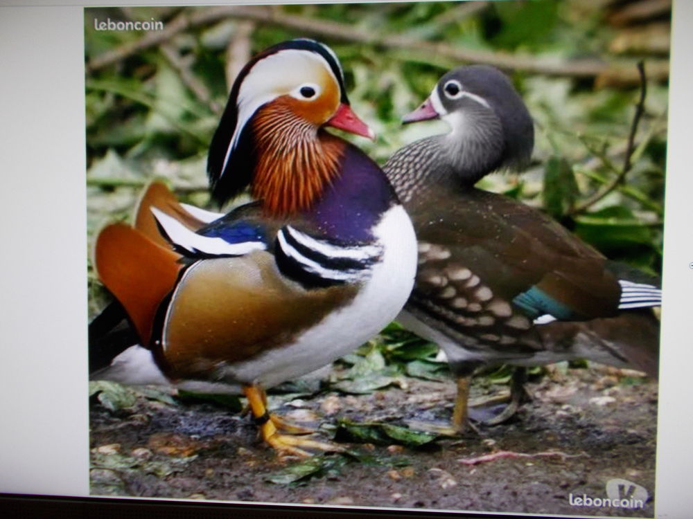   CANARD MANDARIN  