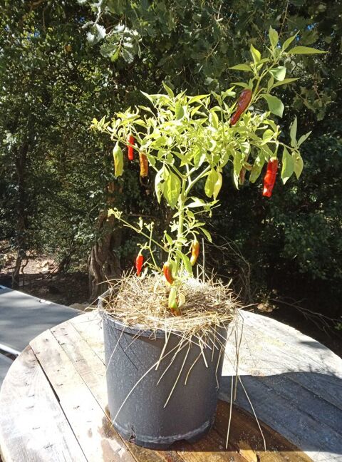 Piment Shishito Néoules (83)