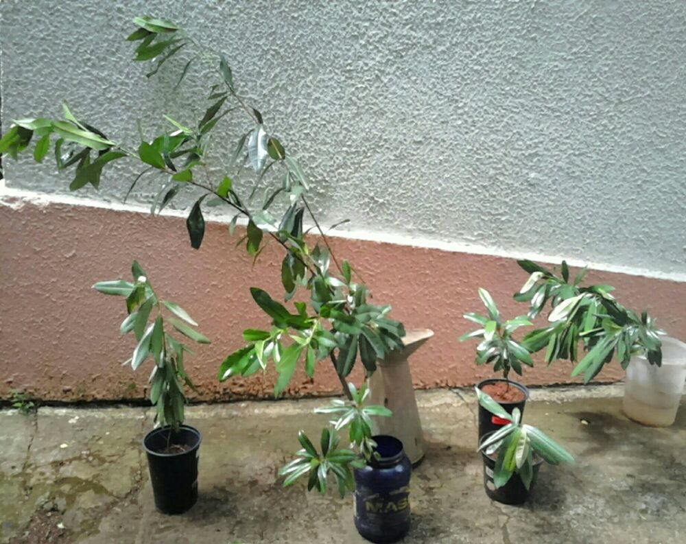 Plantes aromatiques et m&eacute;dicinales Jardin