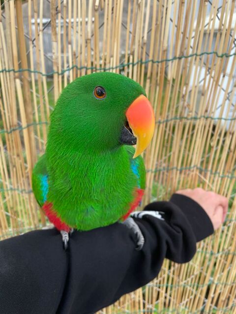 Grand Eclectus 
700 17600 Saujon