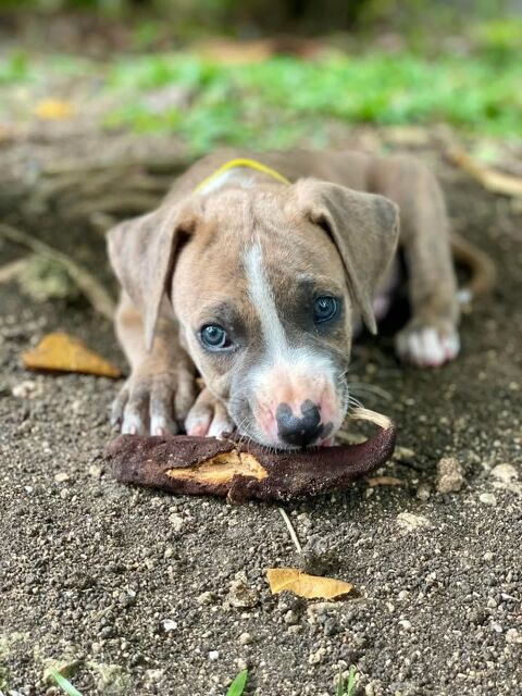 Nouck, mâle croisé berger, né le 10/02/2025 &#128054; 300 76000 Rouen