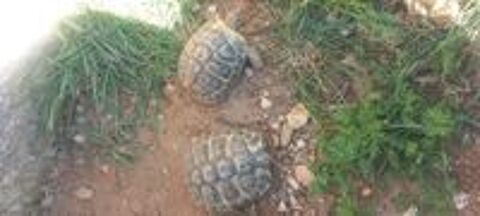   Tortues 3 /5 ans  