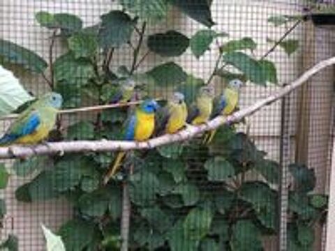   Perruches turquoisines 
