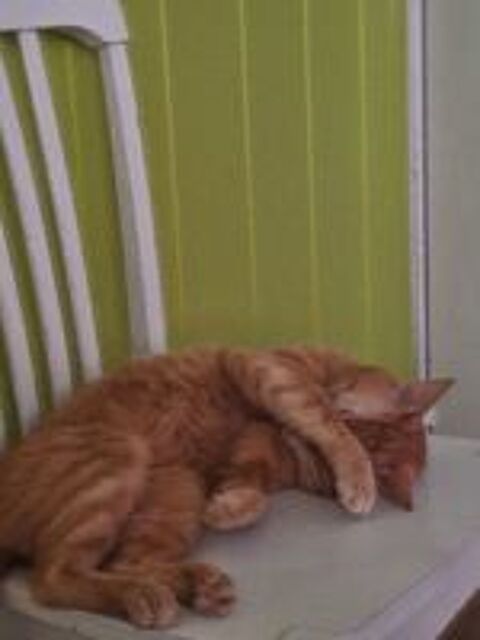   Chat de 5 ans roux pour famille sans chien ni chat 