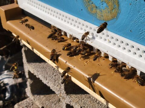 Essaims d'abeilles sur 6 cadres 130 57000 Metz