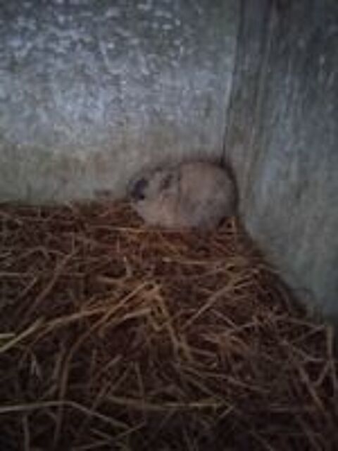   lapin Nain 