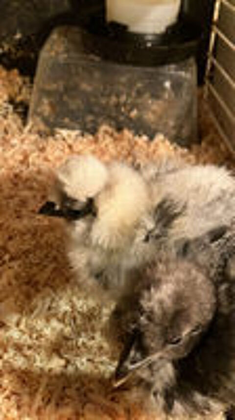   Lot coq poule poussin 