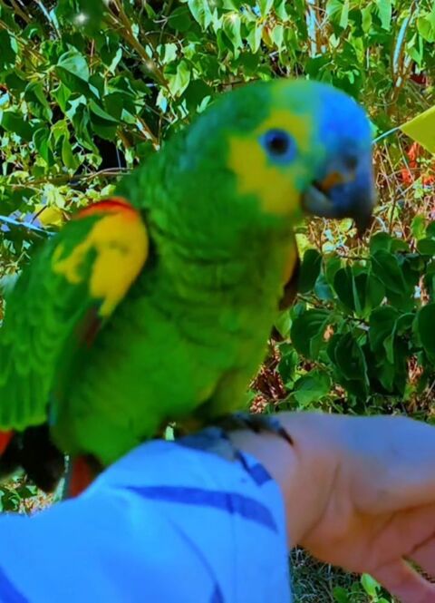 AMAZONE Femelle  tête bleu ravissante EAM 4 mois
1200 34440 Nissan-lez-enserune