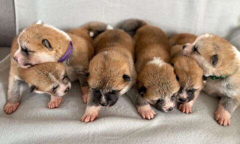 Chiots AKITA INU LOF 1700 44450 La chapelle-basse-mer