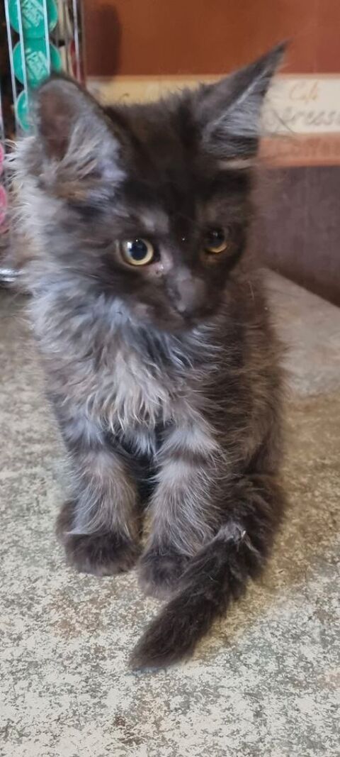 Maine coon 800 78980 Saint-illiers-le-bois