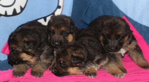 Superbes chiots bergers Allemands inscrits au LOF 1290 95290 L'isle-adam