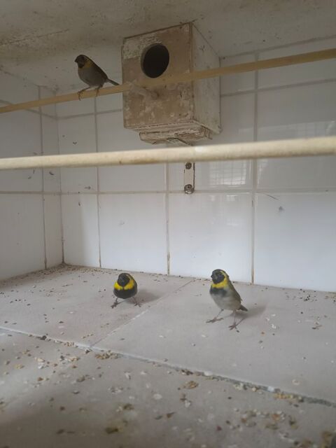 LOT PETIT CHANTEUR DE CUBA 100 09400 Tarascon-sur-arige