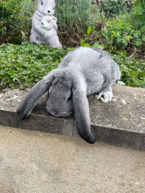 LAPIN BELIER FRANCAIS 60 45220 Saint-firmin-des-bois