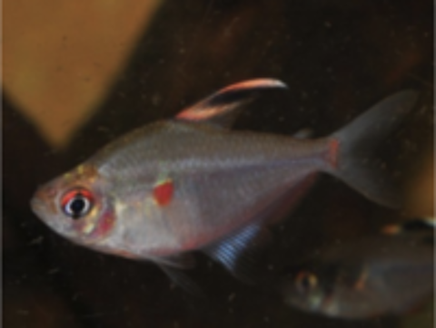   Don 1 ancistrus 1 molly et 2 tétras 