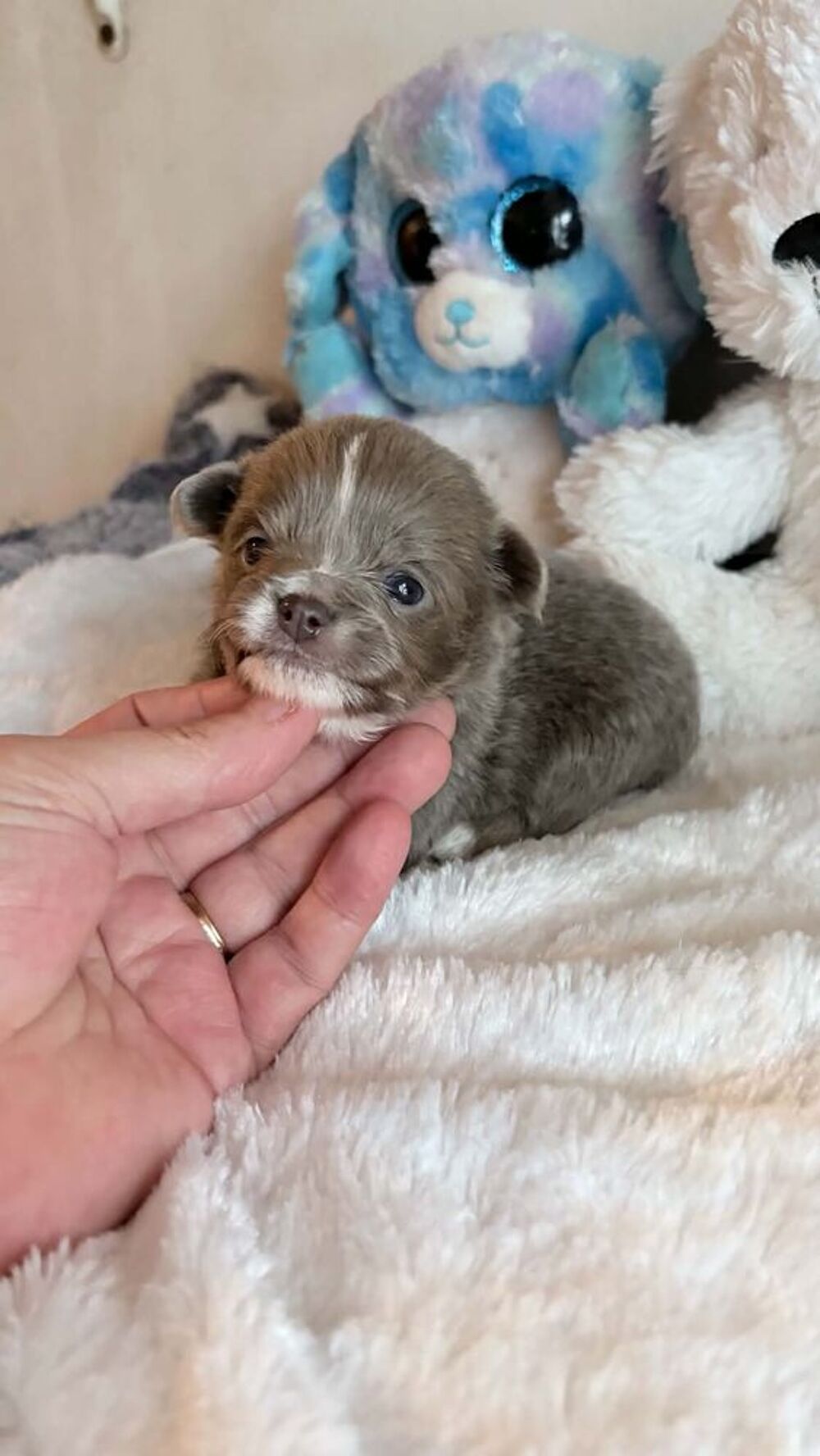   Magnifique chiot chihuahua poil long 