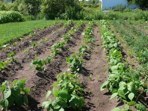 cherche un homme pour travaux jardinage et autres 0 49000 Angers