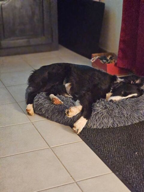 Cherche petits chiens &agrave; garder 0 24200 Sarlat-la-canéda