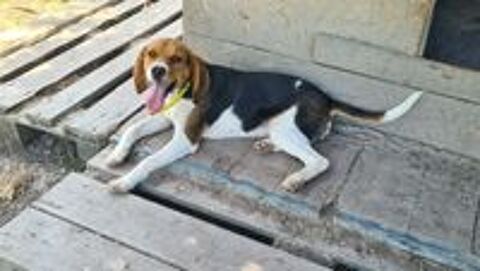   AYA femelle type beagle 8 mois 