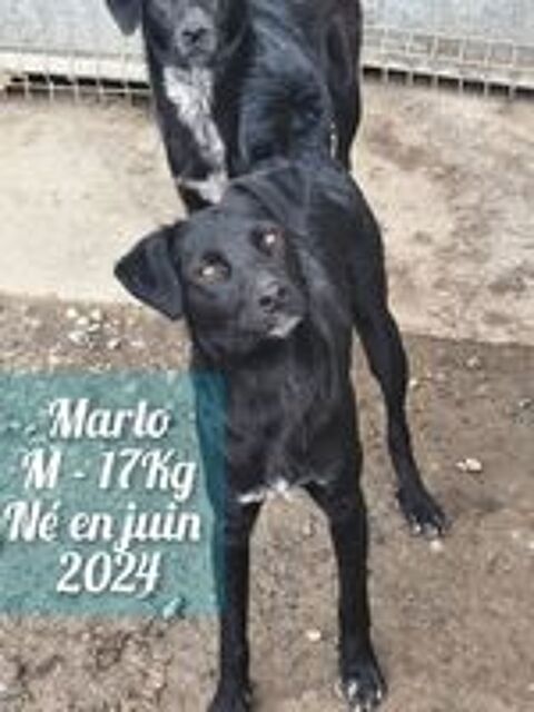   MARLO 