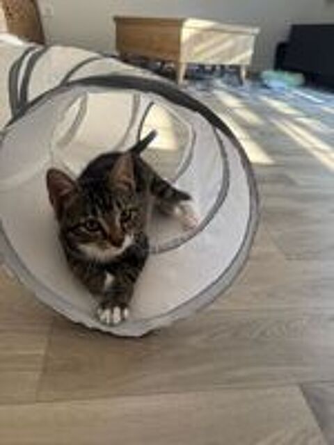   Shoopi, 4 mois,cherche de bons adoptants  