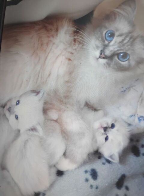 Chaton a reserver une femelle un m&acirc;le  750 76780 M�sangueville