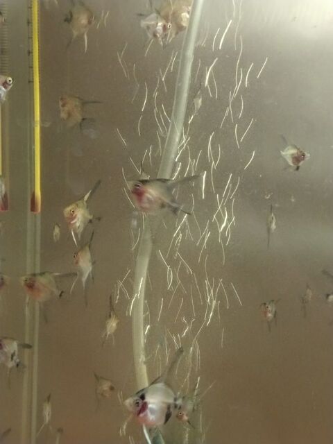 Jeunes Scalaires 3 29800 Saint-urbain