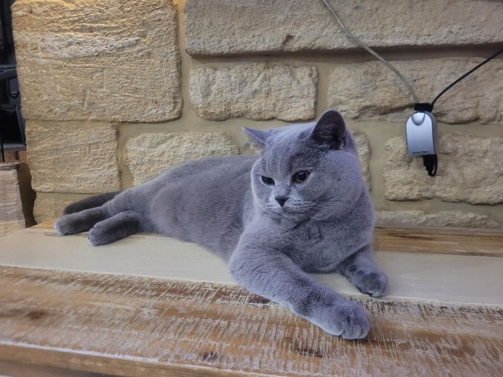   Cherche mâle british shorthair pour notre puce LOOF 