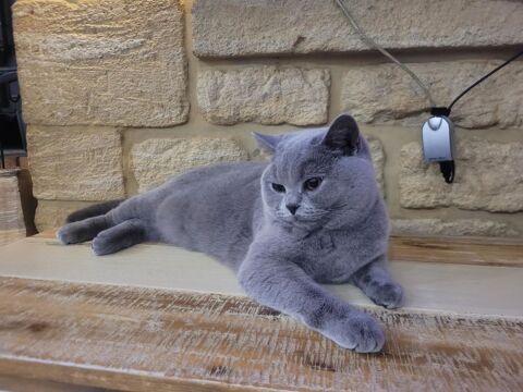 Cherche m&acirc;le british shorthair pour notre puce LOOF 0 57000 Metz