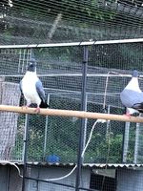   Pigeon strasser bleu de Moravie baguées 2026 pure race  