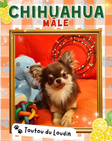 Chiot chihuahua m&acirc;le poils longs 800 18140 Pr�cy