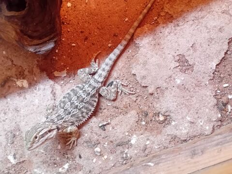 Pogona 50 88420 Moyenmoutier