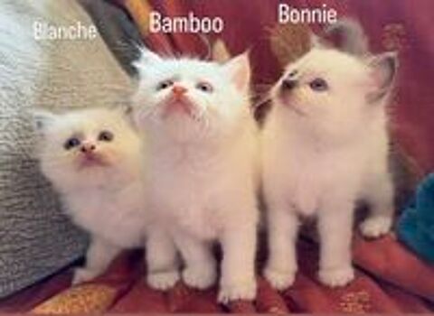   Superbes  chatons LOOF Sacré de Birmanie  