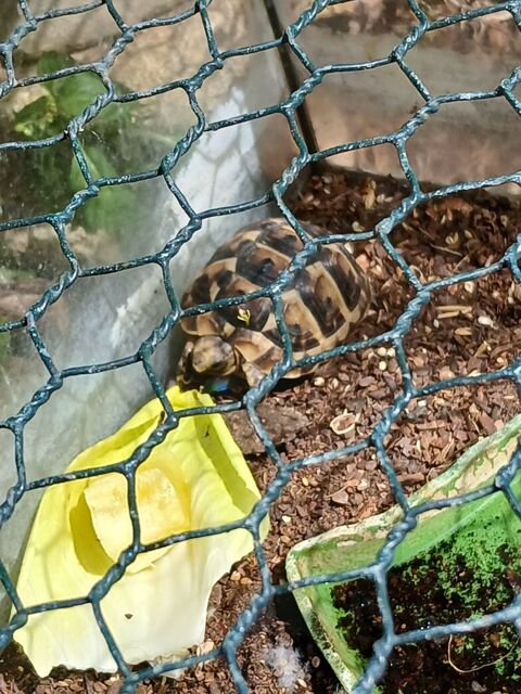 Petite tortue de bient&ocirc;t 1 an 100 91800 Brunoy