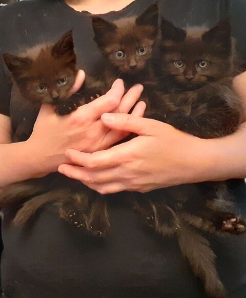 Superbes chatons Maine Coon pure race non LOOF &agrave; r&eacute;server 650 91160 Longjumeau