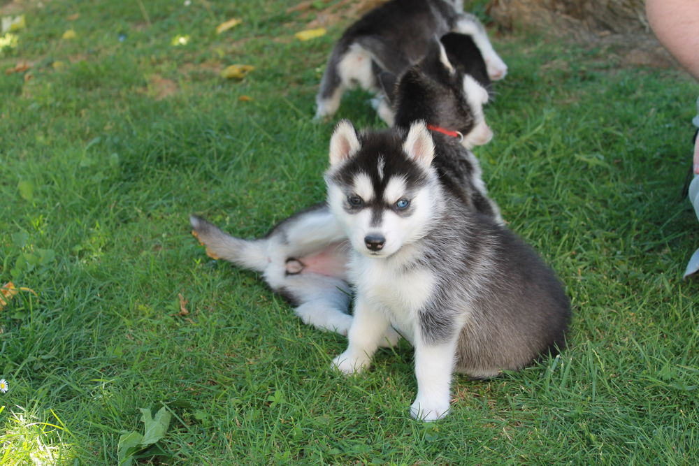   Chiots Husky de Sibérie LOF 