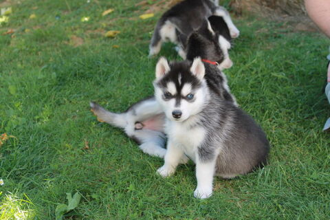 Chiots Husky de Sib&eacute;rie LOF 1200 38590 Saint-Étienne-de-saint-geoirs