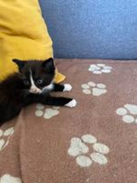   donne chaton 