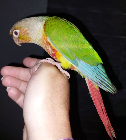 Conure pyrrhura molinae EAM 280 86500 Montmorillon